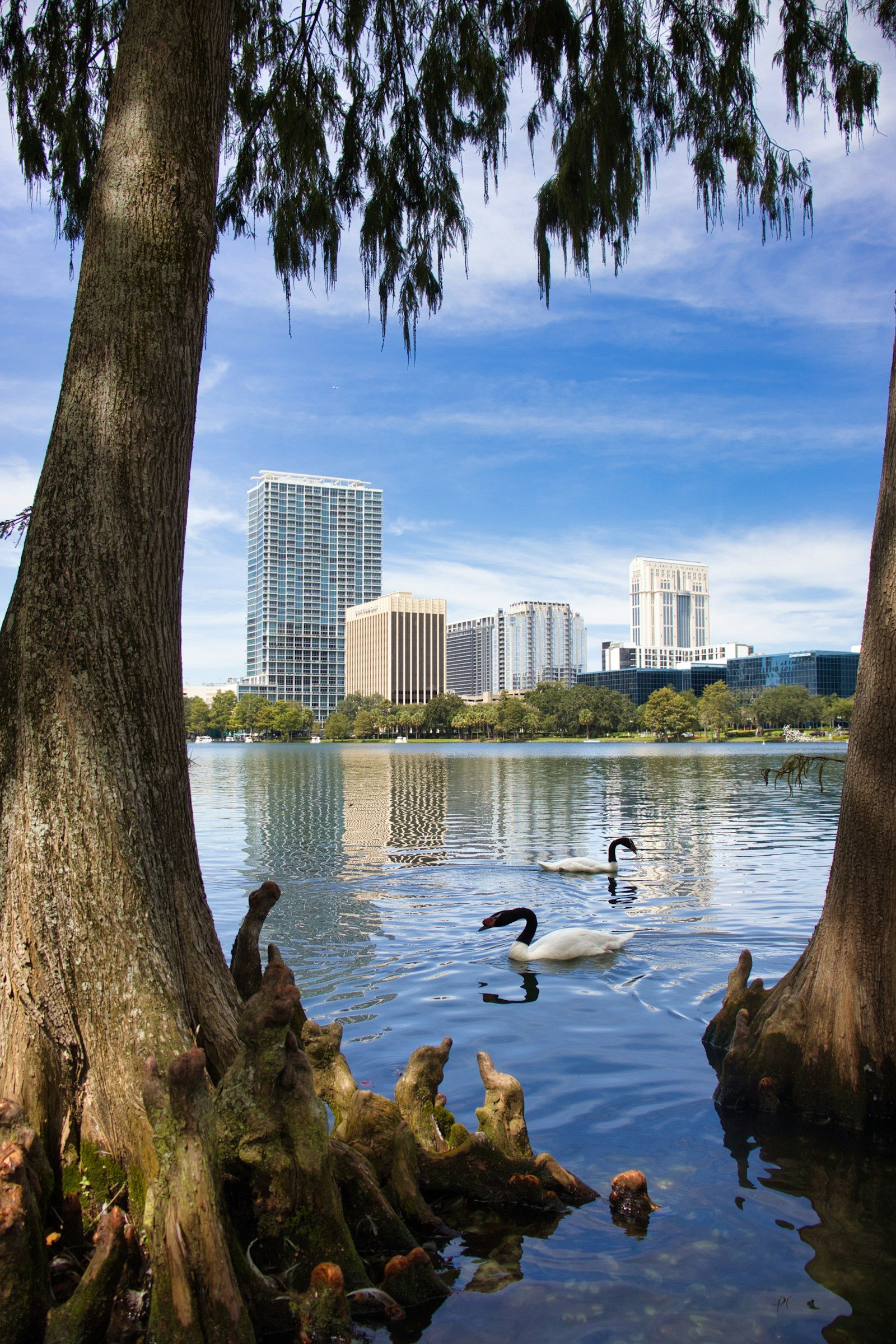 Two swans on a lake with a city skyline behind, framed by cypress and oak